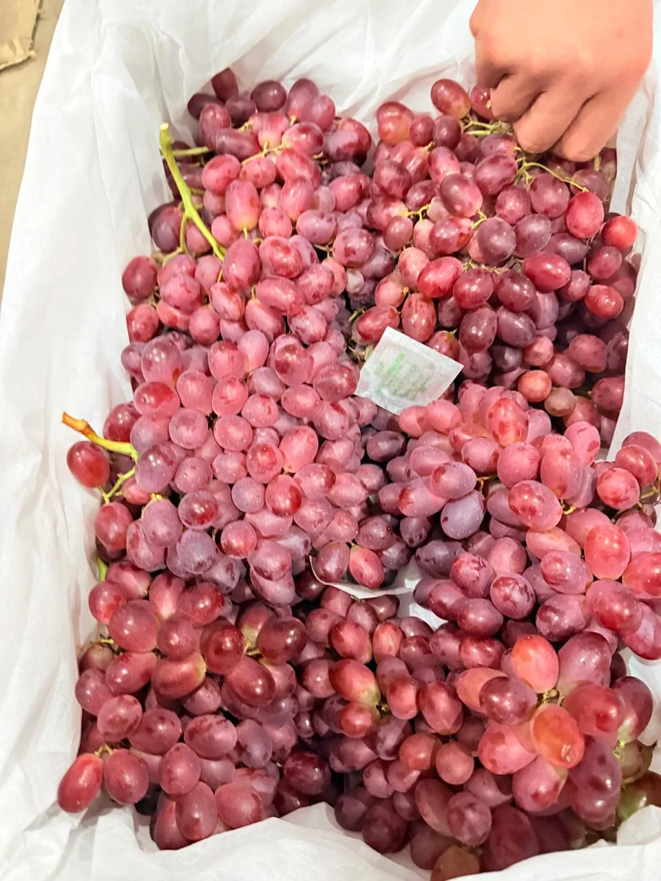 Fresh grapes